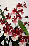 Orchid photo, photos