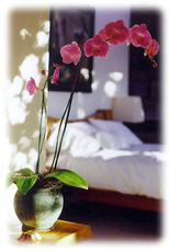 Send an orchid as a gift!  A virtual flower shop.