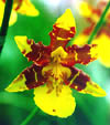 wild orchids, rare orchids, all orchids as gifts